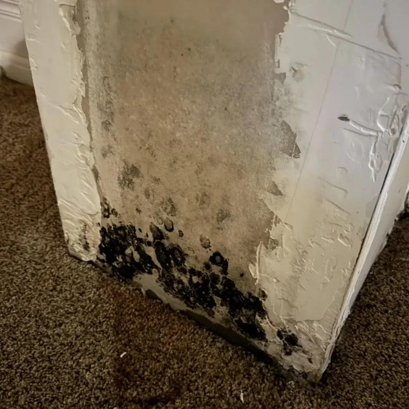Professional Mold Removal in Maxton, NC